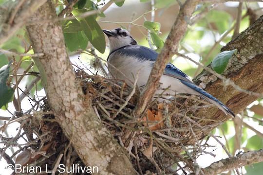 Breeding Blue Jay Cyanocitta Cristata Birds Of The World