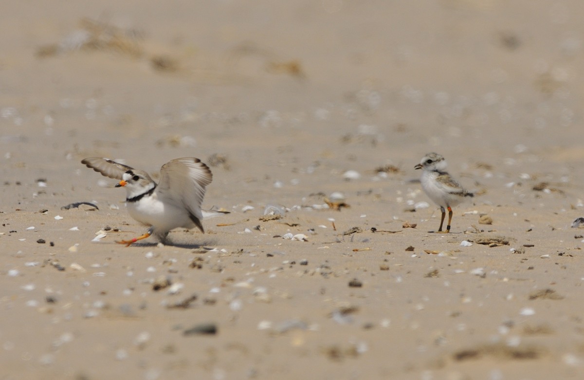Piping Plover - ML249581701