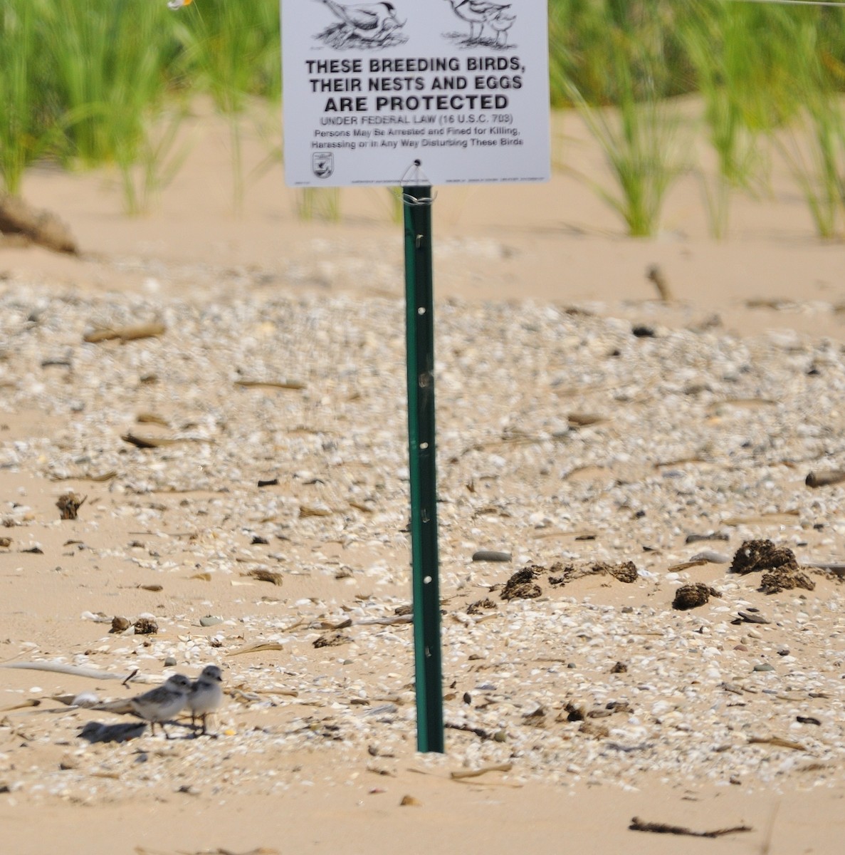 Piping Plover - ML249581761