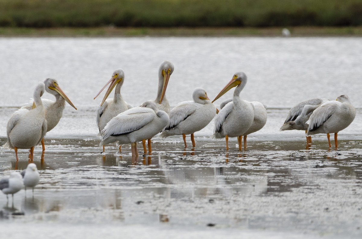 American White Pelican - Wes Sularz