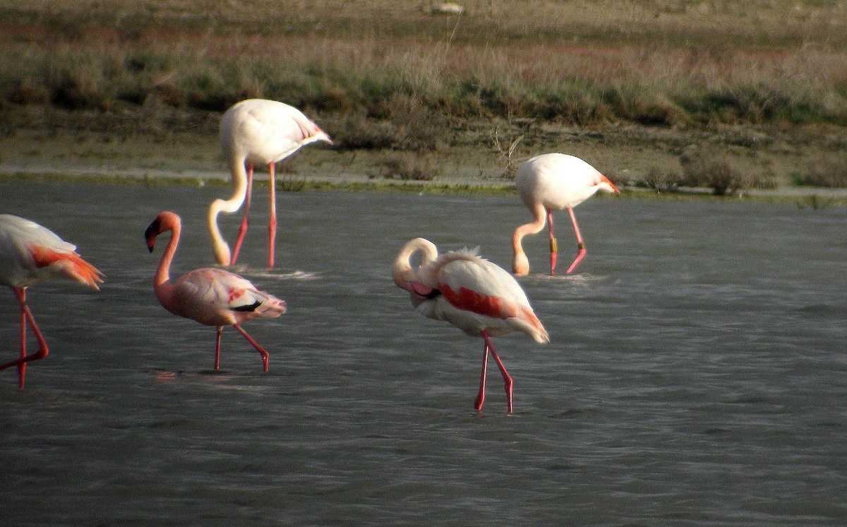 Lesser Flamingo - Antonio Ceballos Barbancho