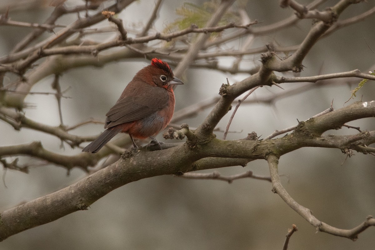 Red-crested Finch - Pablo Re