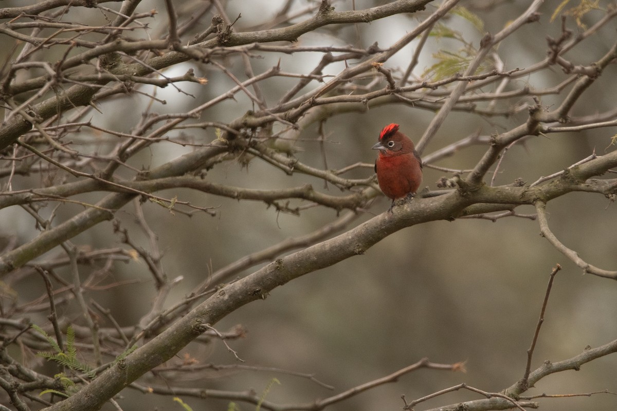 Red-crested Finch - ML249583951