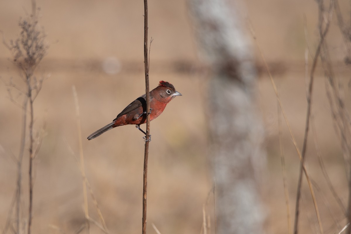 Red-crested Finch - ML249583961