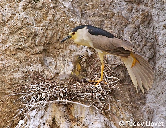 Adult Black-crowned Night-Heron with chick at cliff nest, Pt. Lobos, CA, 17 July. - Black-crowned Night Heron - 