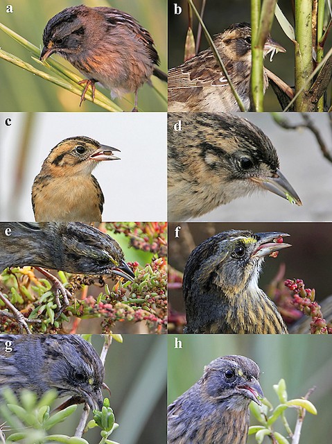 Figure 3. Adults and Juveniles eating leaves of halophytes and <em>Spartina</em> seeds. - Seaside Sparrow - 