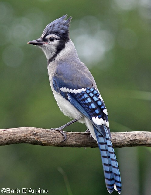 Appearance Blue Jay Cyanocitta Cristata Birds Of The World