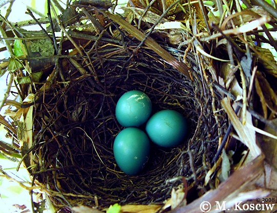 Photos Gray Catbird Dumetella Carolinensis Birds Of The World