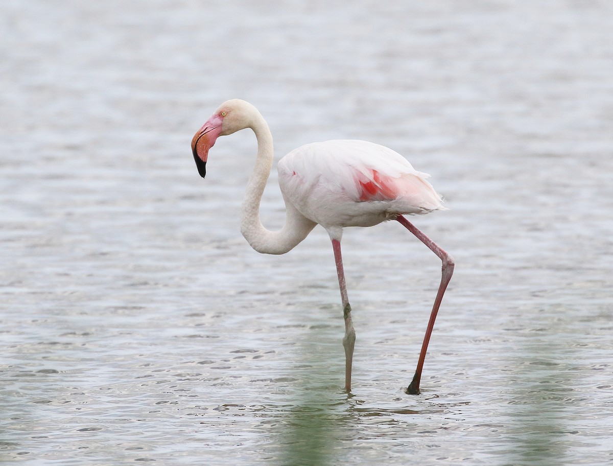 Greater Flamingo - William Price