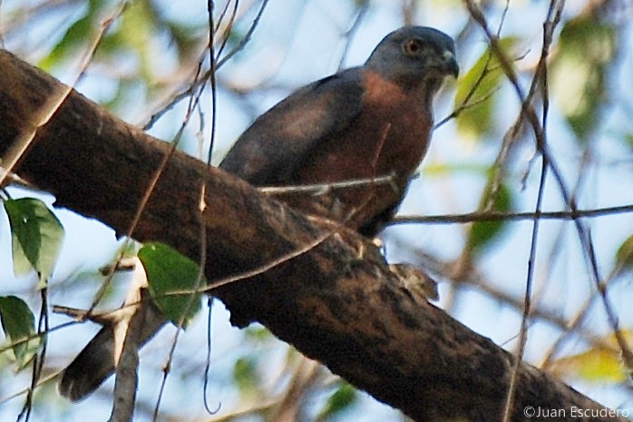 Double-toothed Kite - ML249602911