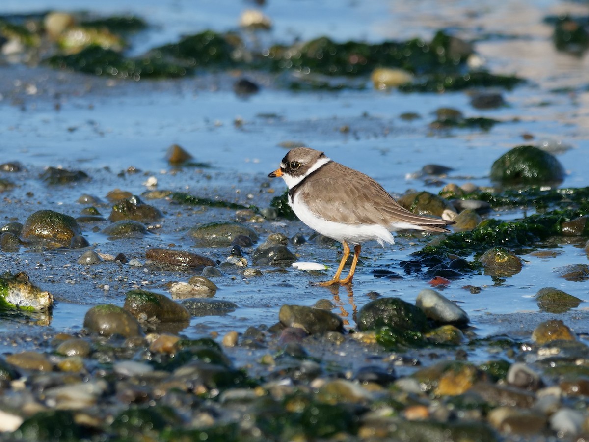 Semipalmated Plover - ML249602951