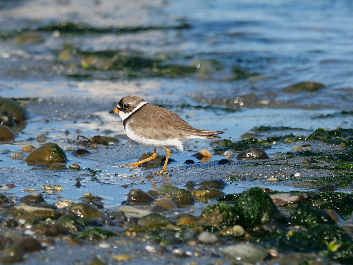 Semipalmated Plover - ML249605171