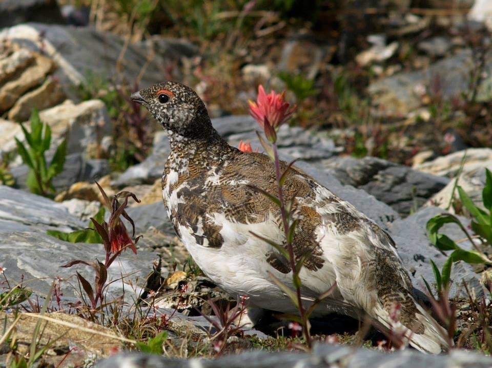 White-tailed Ptarmigan - Dominic Cormier