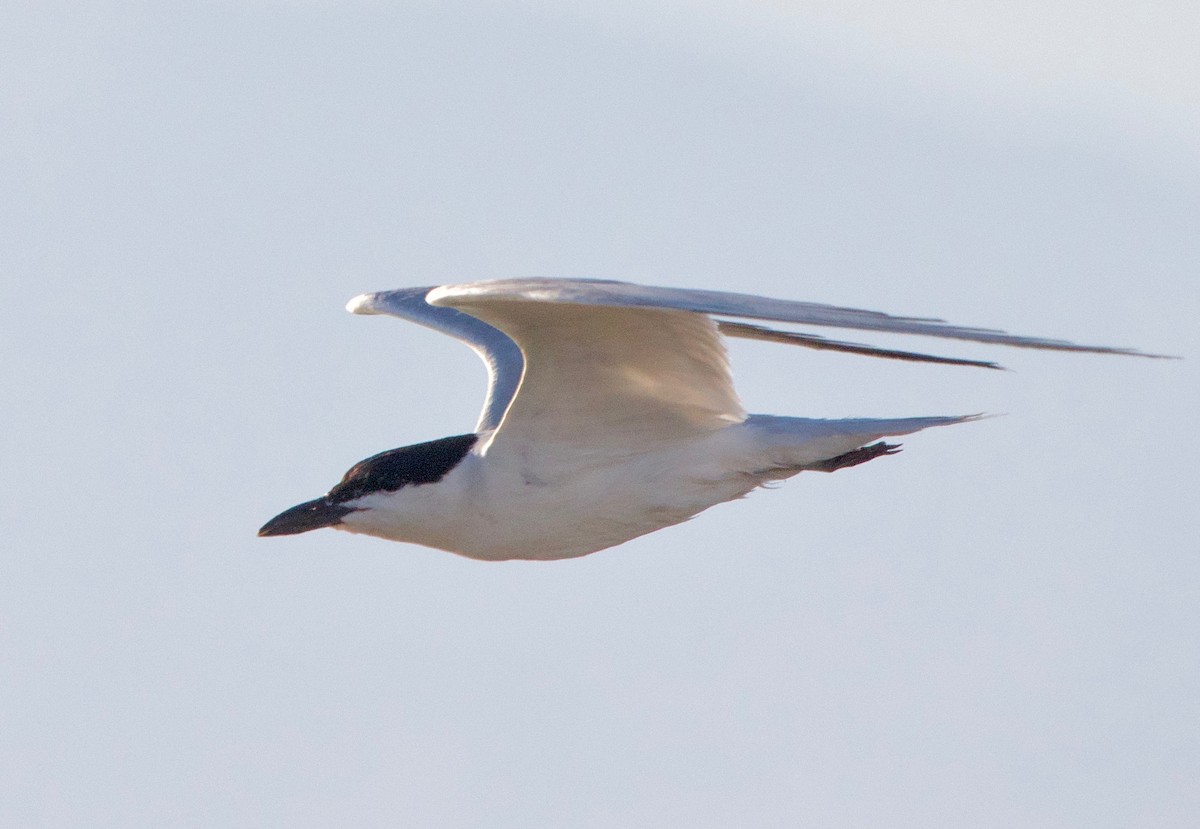 Gull-billed Tern - Gautam Apte
