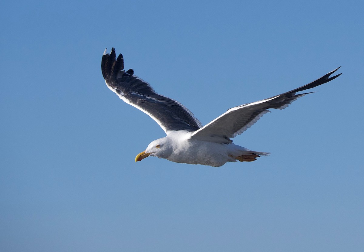Yellow-footed Gull - ML249608321