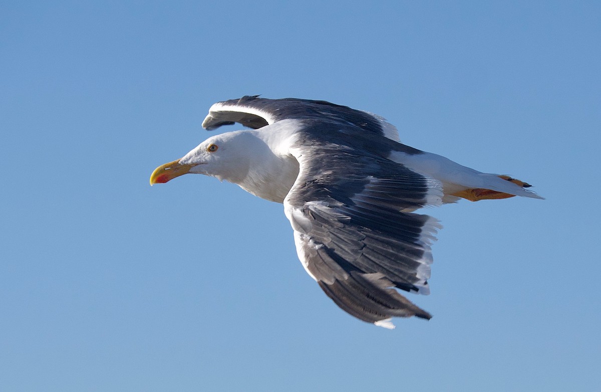 Yellow-footed Gull - ML249608351