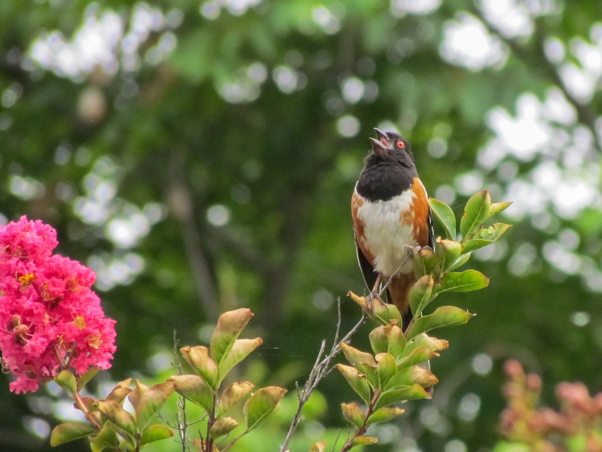 Spotted Towhee - ML249610471