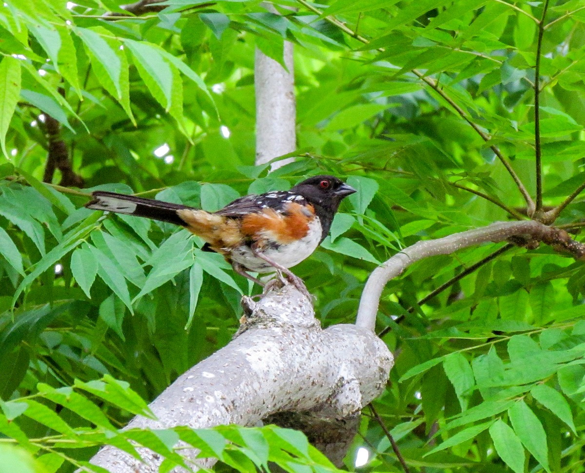 Spotted Towhee - ML249610511