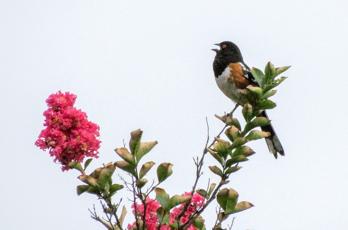 Spotted Towhee - ML249610521