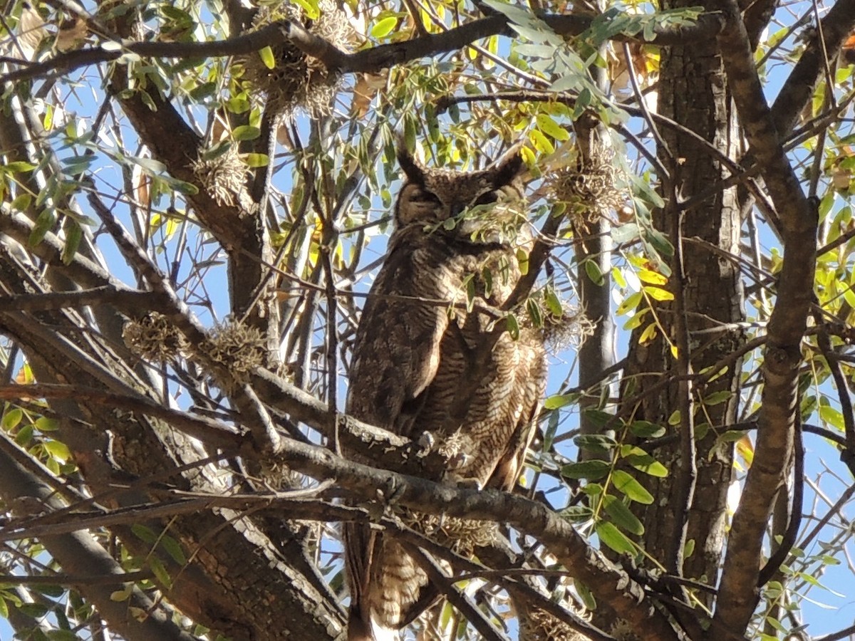Lesser Horned Owl - Nico Koehorst