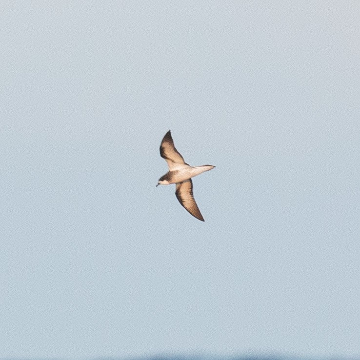 Collared Petrel (Collared) - Gus Daly
