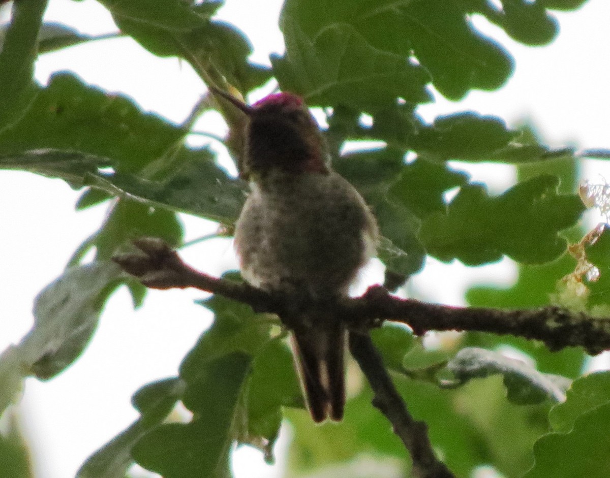Anna's Hummingbird - Matthew Hunter