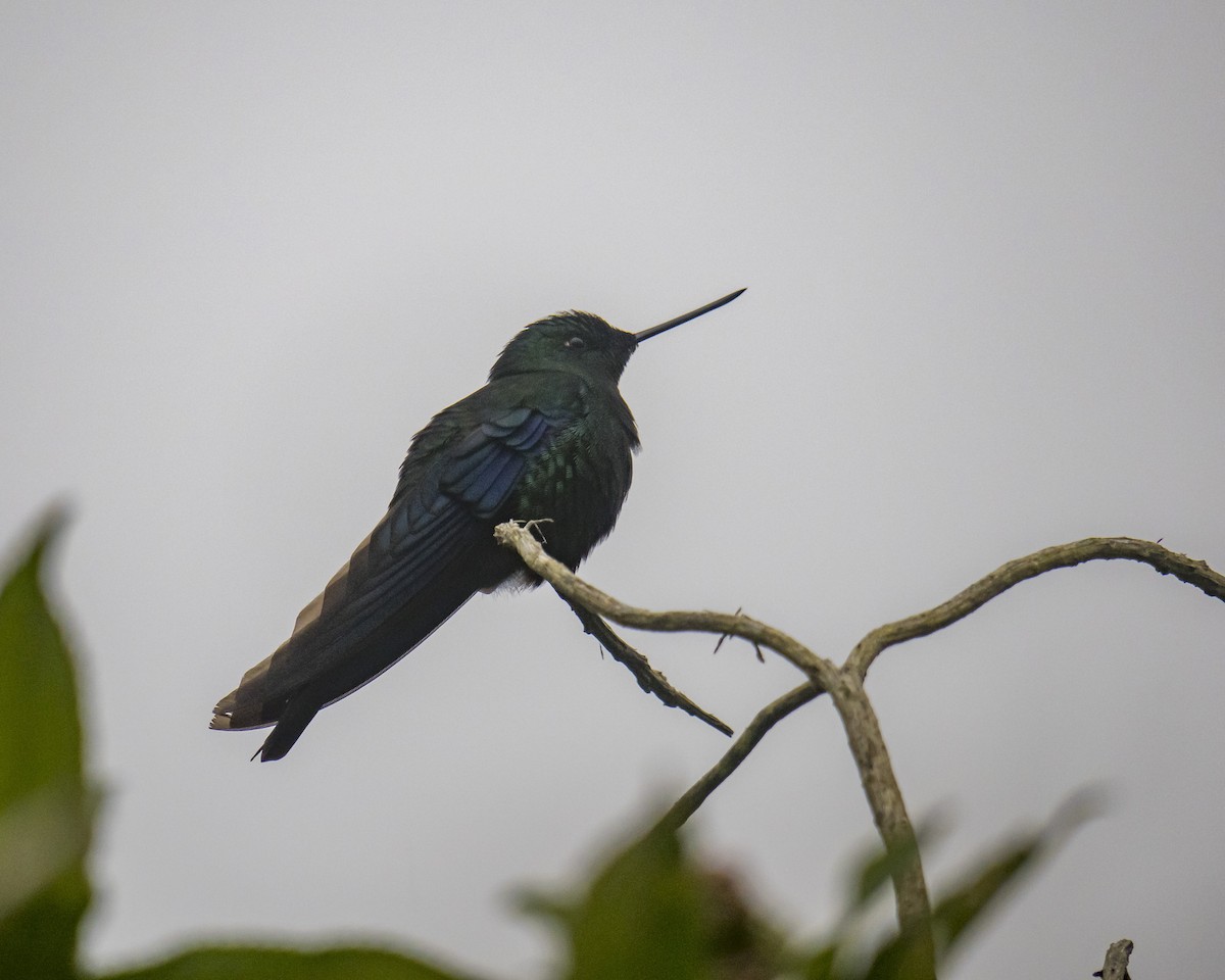 kolibřík modrokřídlý - ML249615241