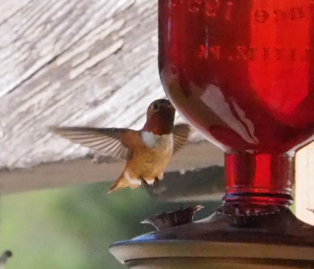 Rufous Hummingbird - ML249615561