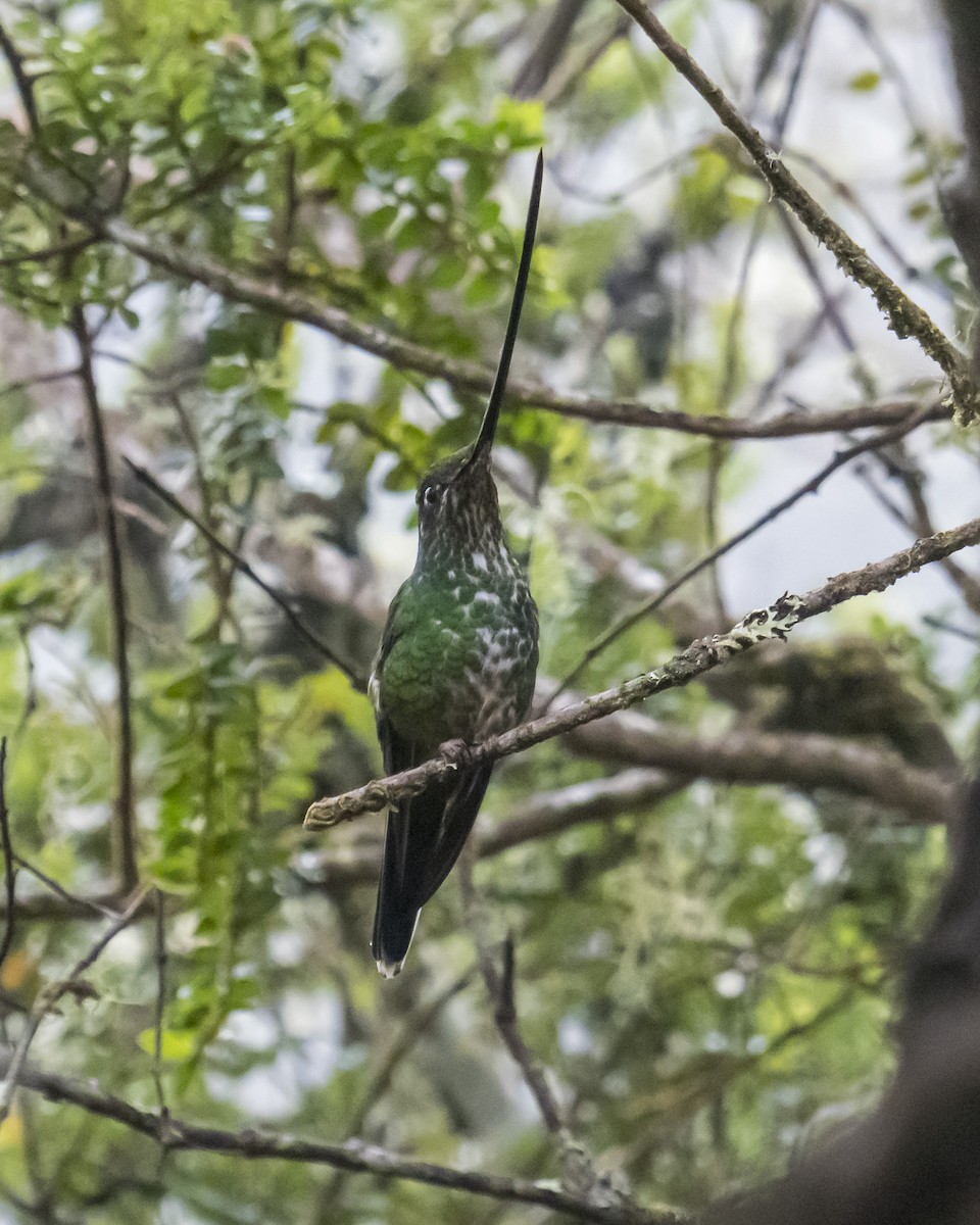 Sword-billed Hummingbird - ML249615701