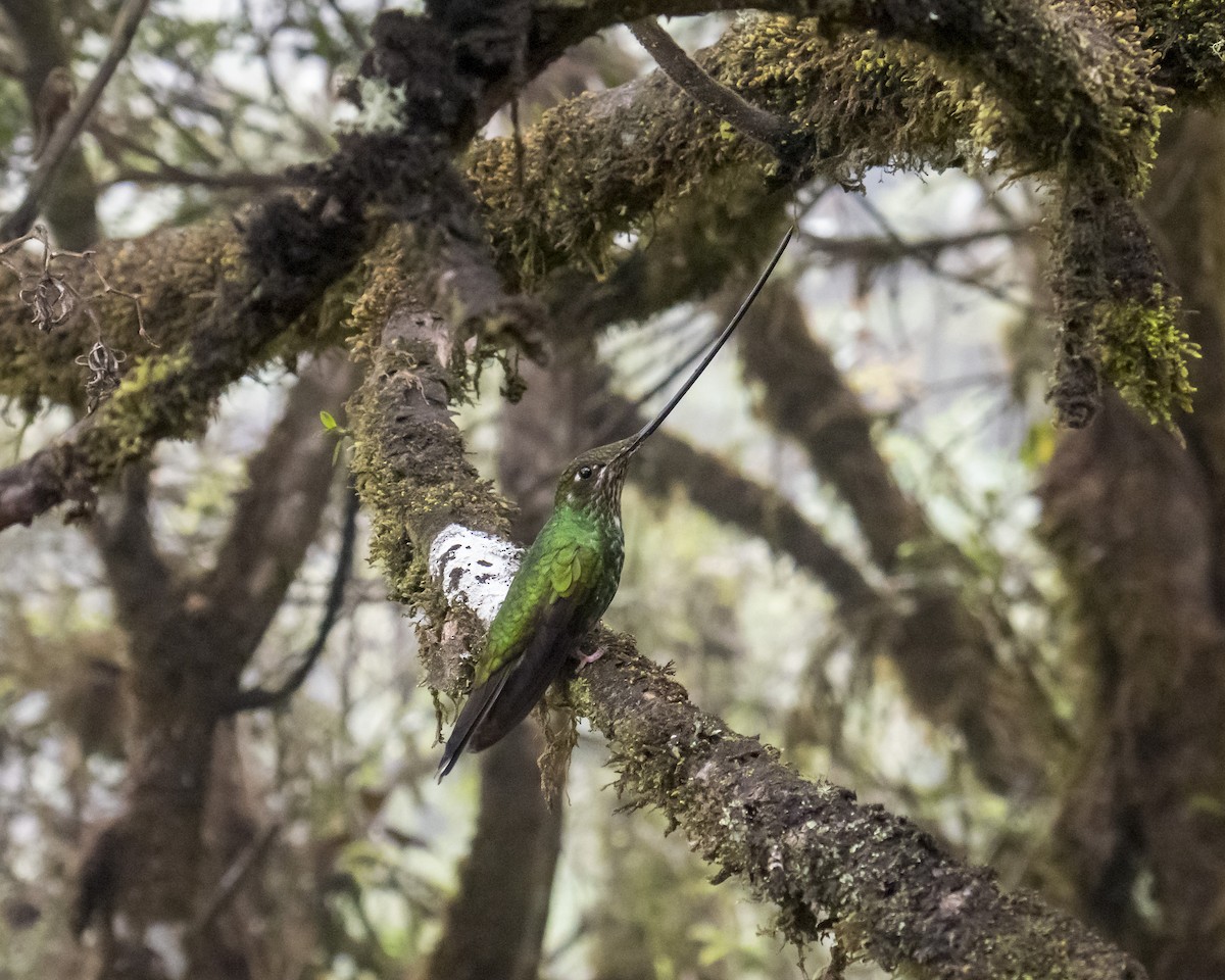 Sword-billed Hummingbird - ML249615711
