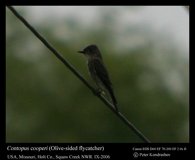 Olive-sided Flycatcher - Peter Kondrashov