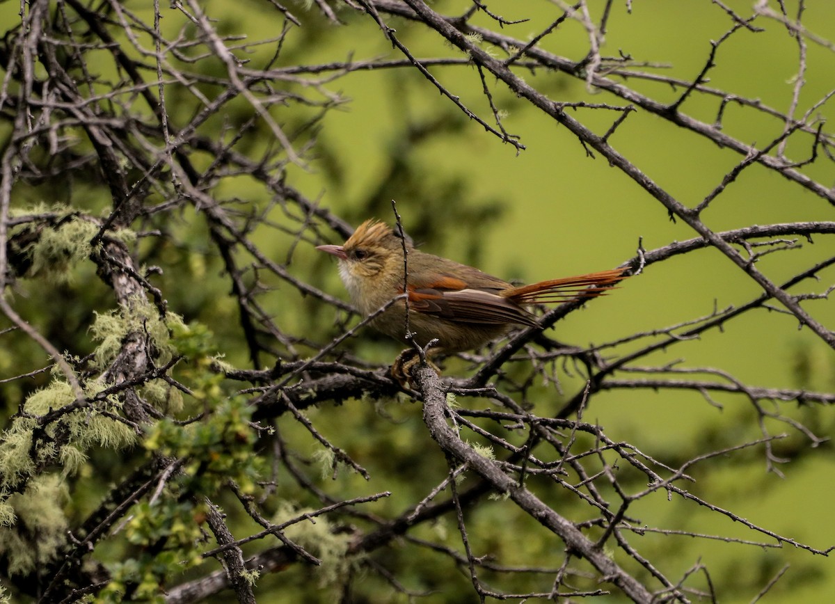 Creamy-crested Spinetail - ML249618191