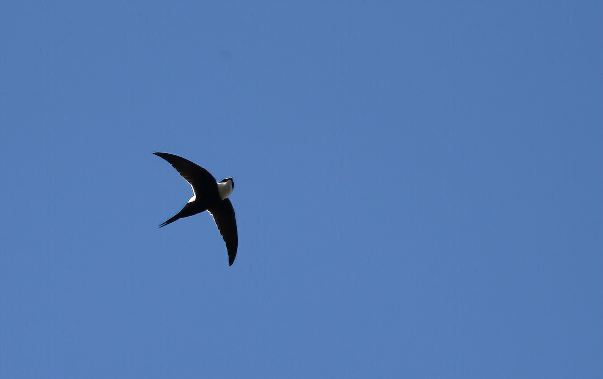 Lesser Swallow-tailed Swift - ML249619211