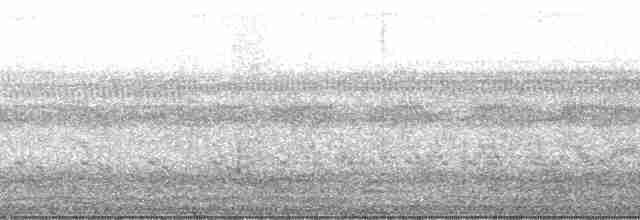 Светлогорлый рогозник - ML24962