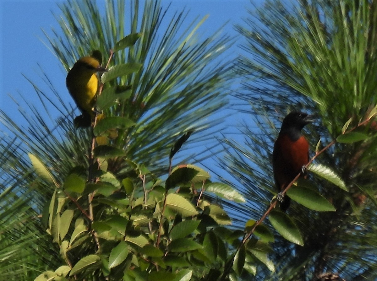 Orchard Oriole - ML249622661