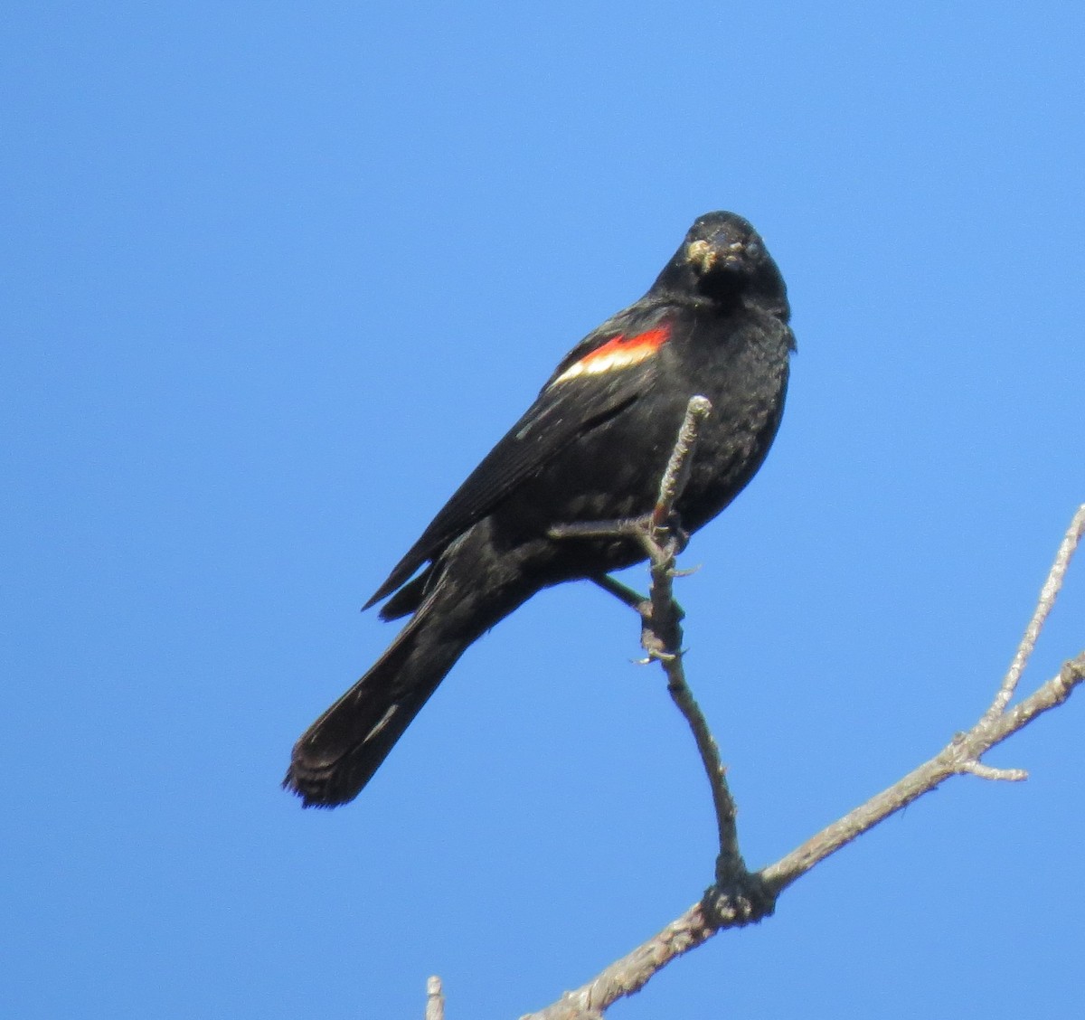 Red-winged Blackbird - ML24962401