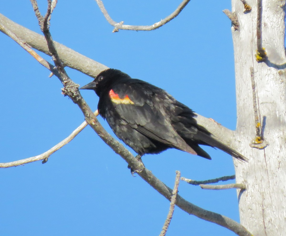 Red-winged Blackbird - ML24962411