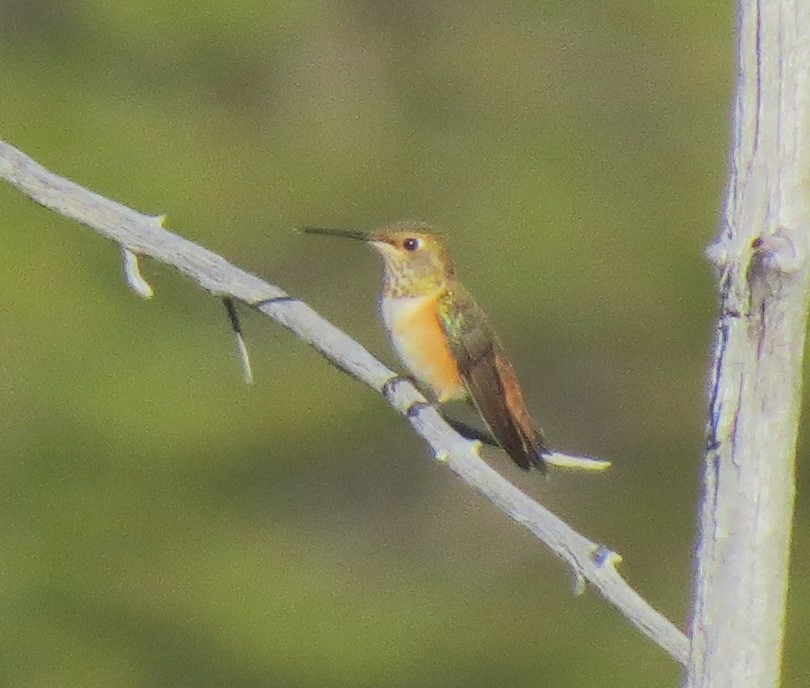 Rufous Hummingbird - ML24962481