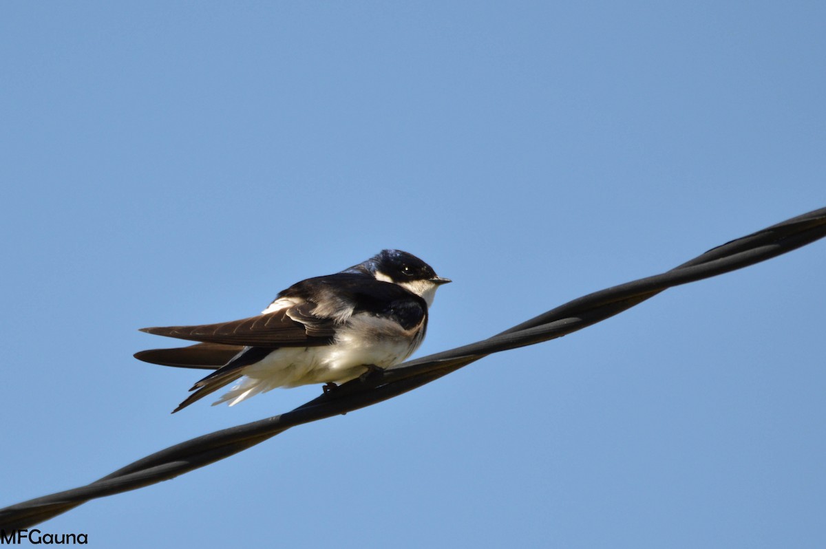 Chilean Swallow - ML249625121