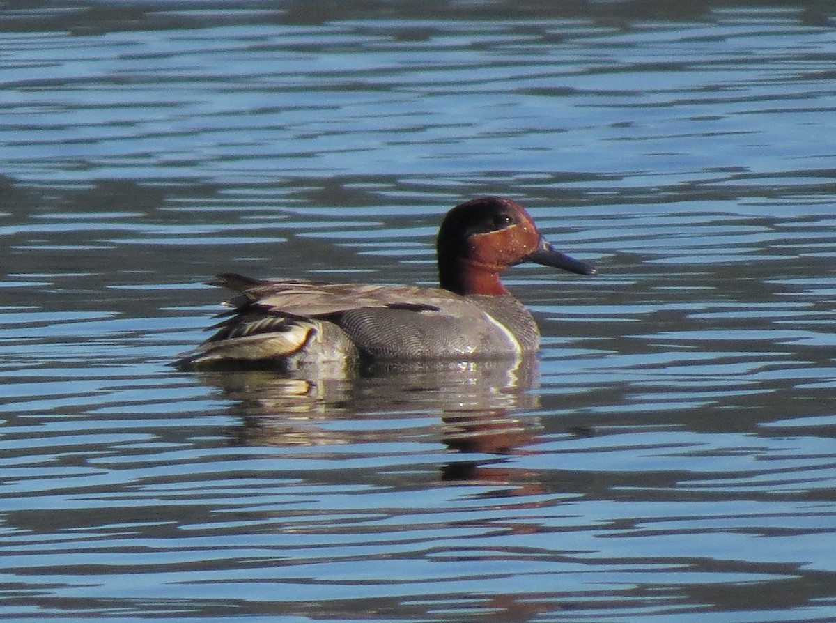 Green-winged Teal - ML24962541