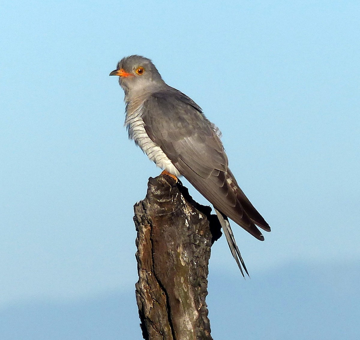 African Cuckoo - ML24963251