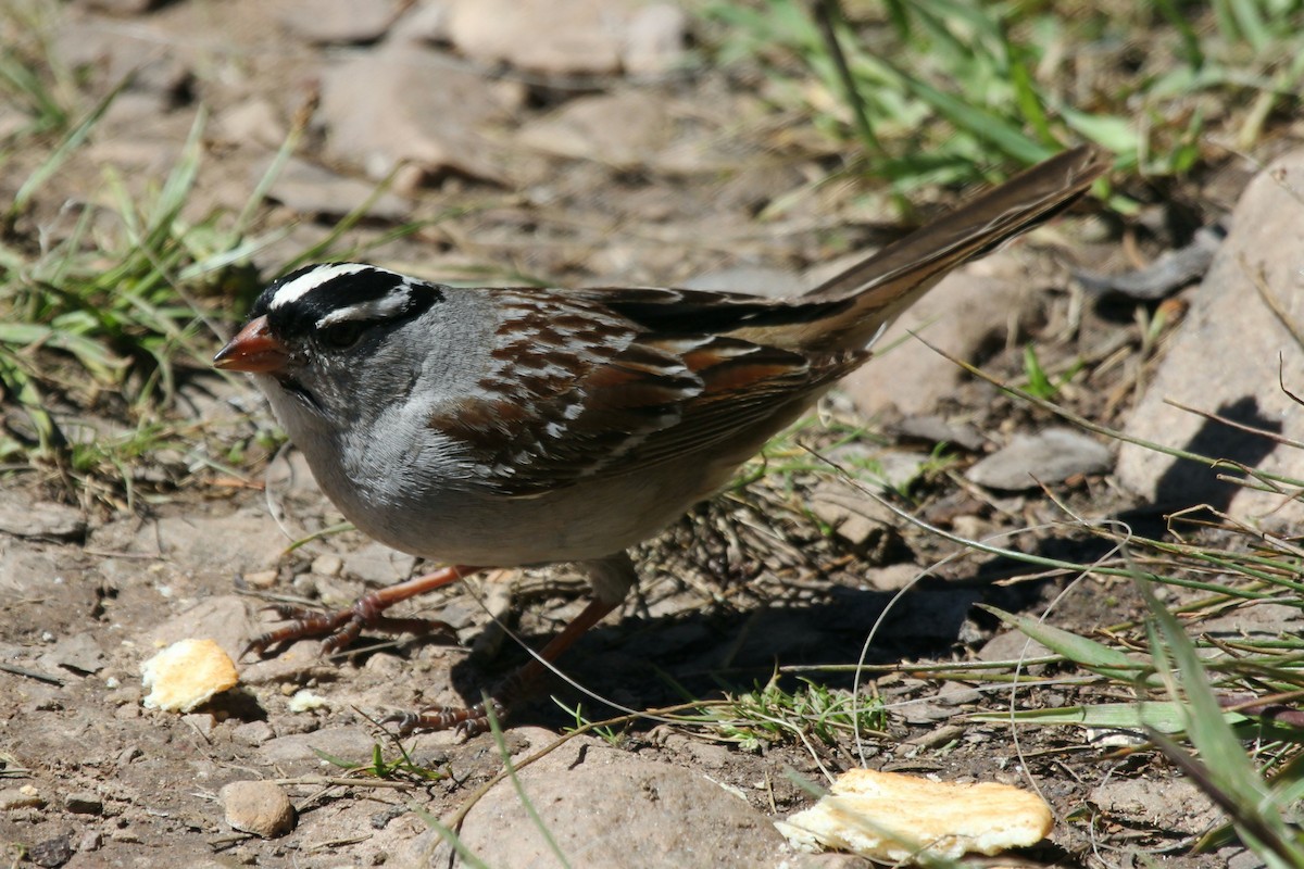 White-crowned Sparrow - ML249635261