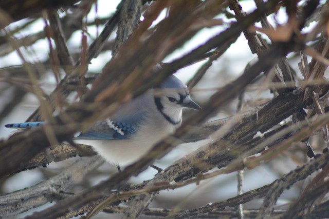 Blue Jay - Vermont eBird