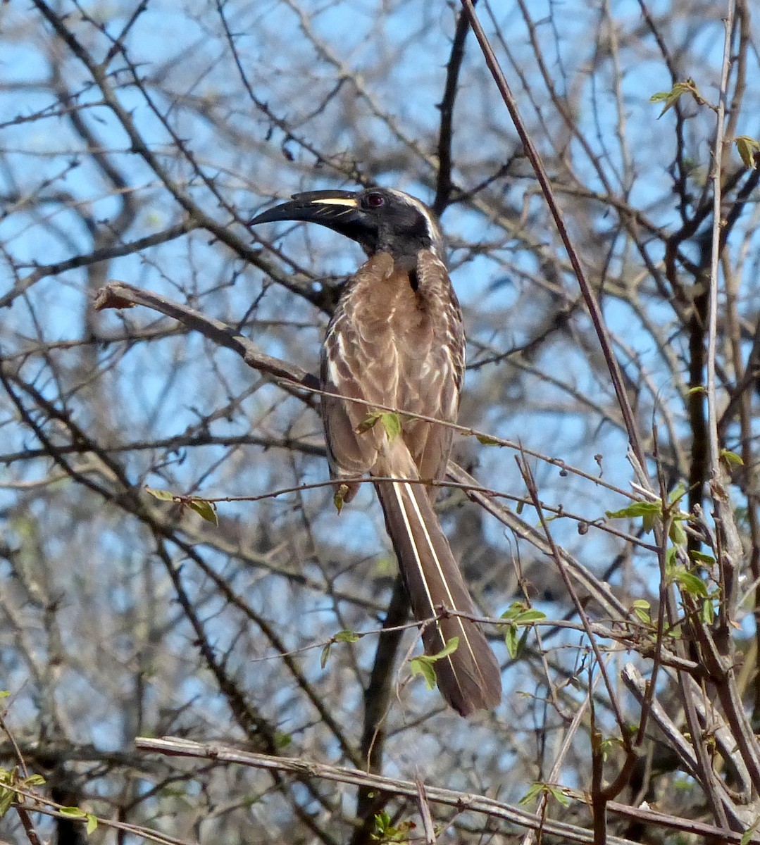 African Gray Hornbill - David Bree