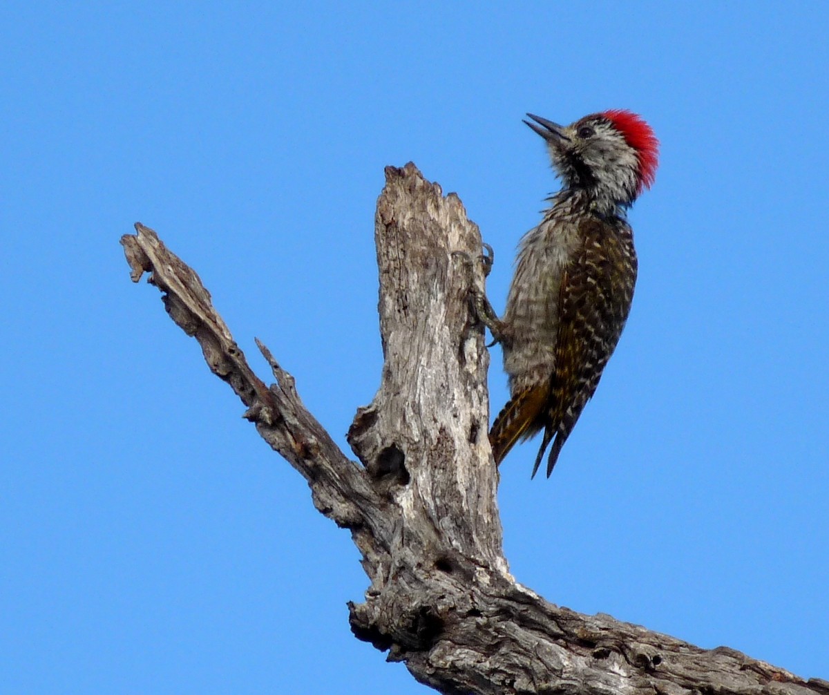 Cardinal Woodpecker - David Bree