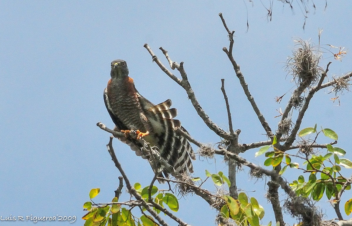 Double-toothed Kite - ML249646281