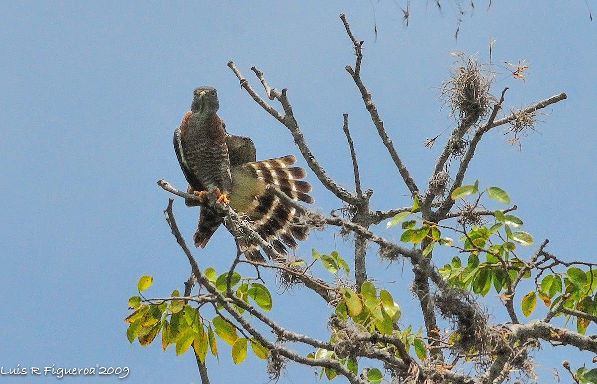 Double-toothed Kite - ML249646291