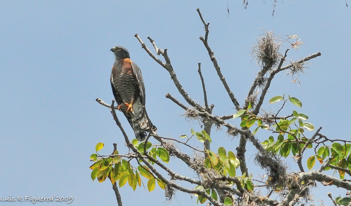 Double-toothed Kite - Luis R Figueroa