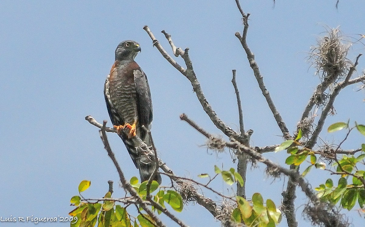 Double-toothed Kite - Luis R Figueroa