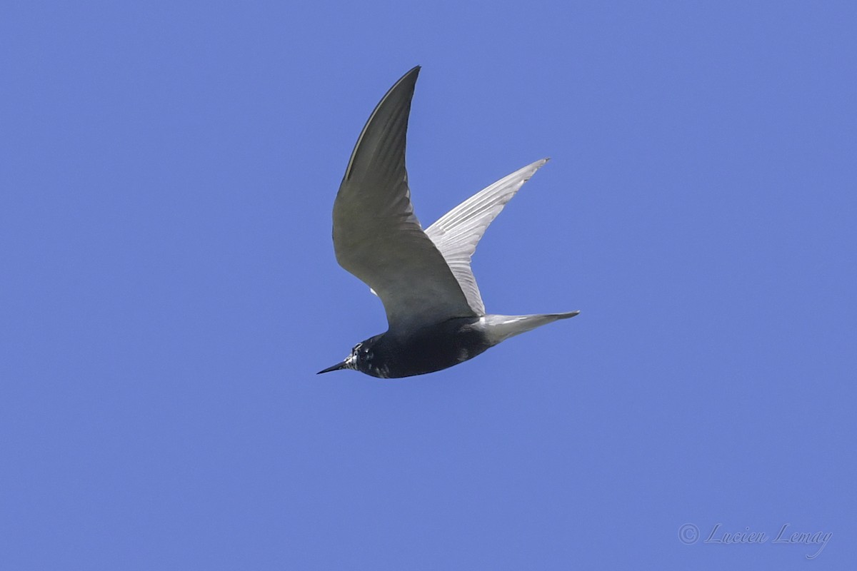 Black Tern - Lucien Lemay
